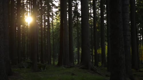 Panning shot of sun rays shining through forest trees