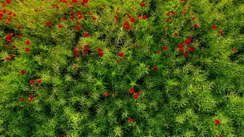 Leuchtend rotes Mohnfeld von oben nach unten, Luftaufnahme einer Drohne