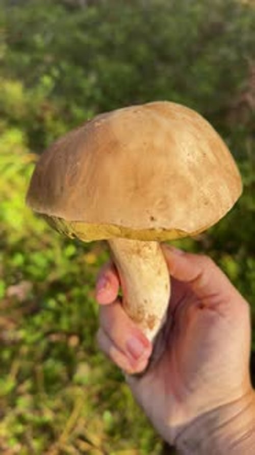 A Hand Holding a Vibrant Yellow Mushroom in a Beautifully Lush Forest Setting Surrounded By Nature