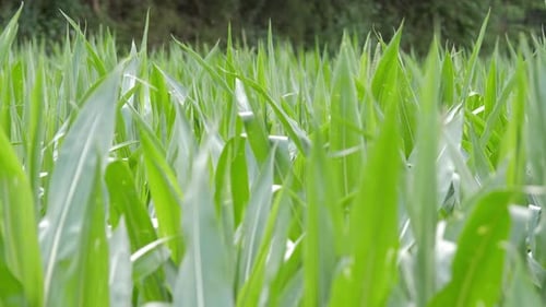 Up close of agriculture field bright green corn maize moving with the wind