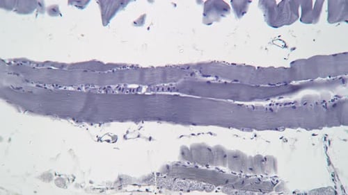 Microscopic View of Tissue Cells