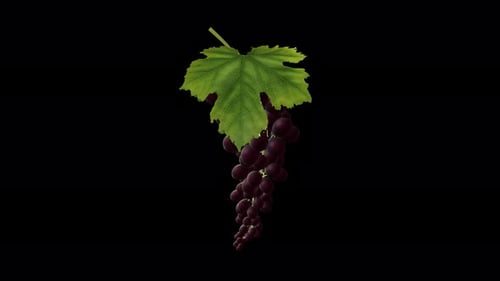 Growing Red Wine Grape Berries - Time Lapse - I - Close Up - Alpha Channel