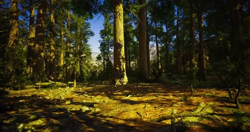 Sunlight Filters Through Tall Trees in a Lush Green Forest Landscape