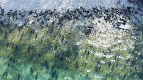 Drone View of Colony Seals Having Rest on Shore and Swimming on Baikal Lake