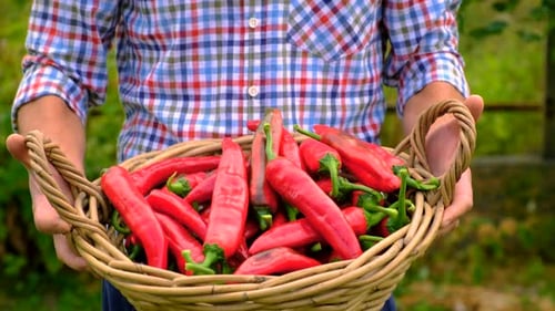 Male Farmer Holding Chili Pepper Harvest at the Farm Selective Focus