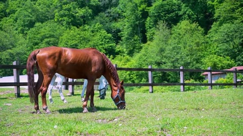Chestnut Horse Grazing in Peaceful Pasture Near Forest on Sunny Day