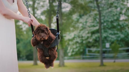 Adorable Puppy Enjoys a Swing Ride at Park