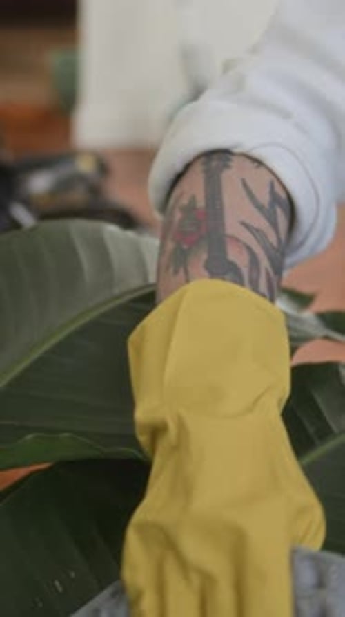 Man in Gloves Wiping Plant Leaves during Office Cleanup with Colleagues