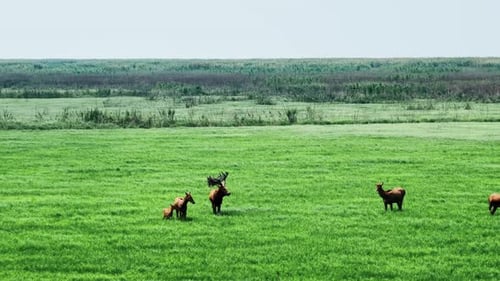 Clip Vidéo Elk en 4K