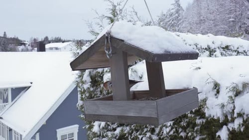 A Hawfinch Bird Feeding From a Bird Feeder During the Winter Season - Close Up