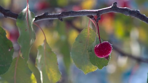Beautiful ripe of the Plum-Leaved Crab Apple tree covered with ice and falling snow