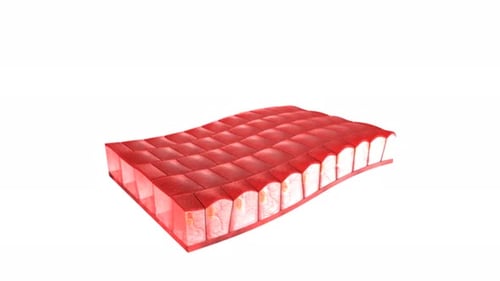 Microscopic view of cellular structure layers in red