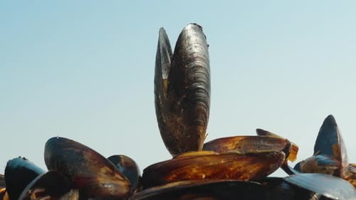 Mussels with Open Shell on Clear Day
