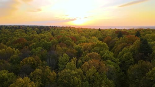 View From Above of Colorful Woods at Sunset Yellow and Orange Canopies in Autumn Forest on Sunny