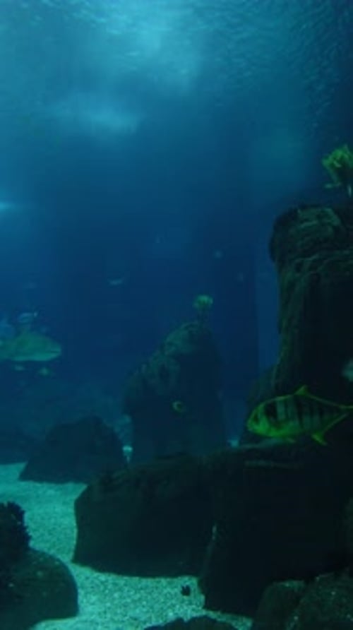 Large Aquarium Fish Tank Vertical Video 4k