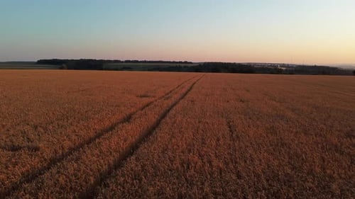 Aerial Golden Wheat Field and Trees
