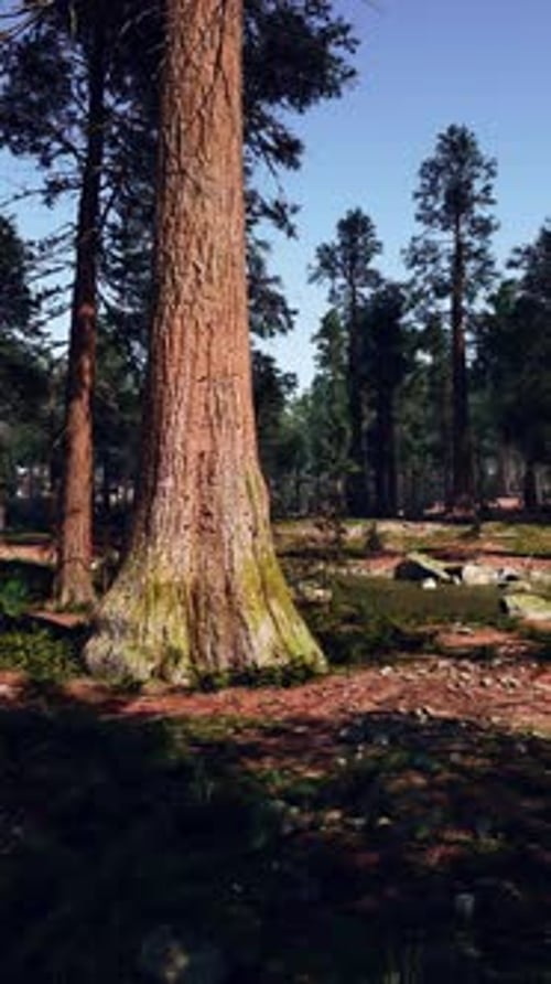A Dense Forest with a Cluster of Tall Trees Standing Out in the Center