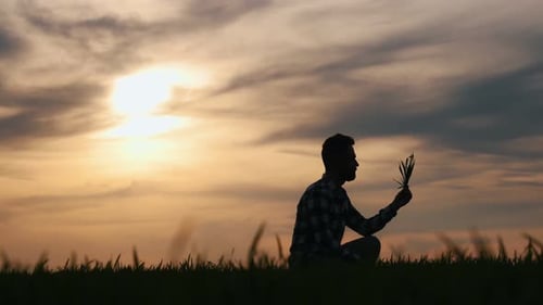 Side view, checking seedlings. Silhouette of young man that is on agricultural field at sunset time.