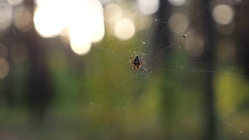 Small Spider Crawls in Thin Cobweb in Park Macro View