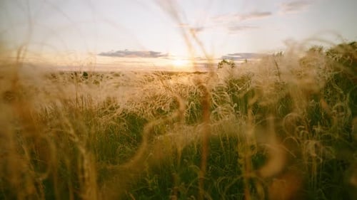 Closeup Wheat Spikelets on Field on Beautiful Nature Sunset Landscape on Sun Rays Grown Rich Harvest