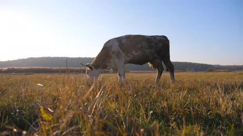 Cow Eating Fresh Green Grass at Lawn Cattle Grazing on Pasture Beautiful Landscape of Countryside
