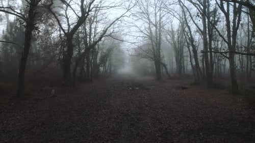 POV wallking through a scary misty forest with crooked trees and leafy paths.
