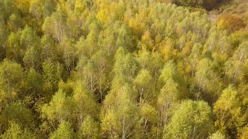 Autumn Forest with Bright Orange and Yellow Leaves Dense Woods in Sunny Fall Weather