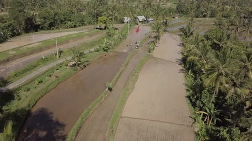 Beautiful aerial footage of the rice fields in Bali
