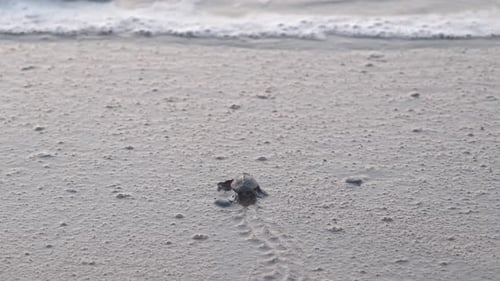 A baby sea turtle hatchling completes his journey to the sea and gets washed away in the waves.