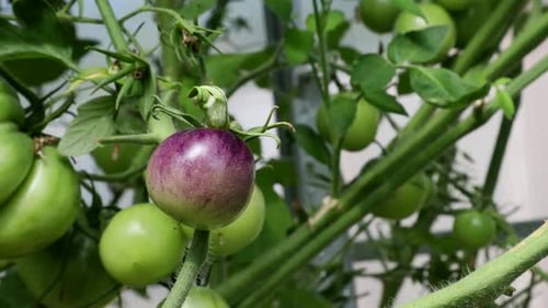 Unripe Tomatoes Growing on the Vine