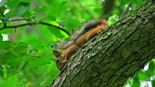 A Squirrel Sits on a Tree Branch