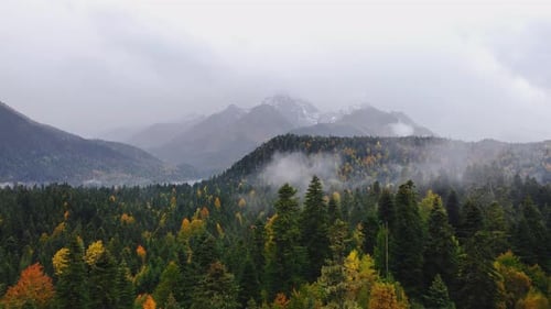 Beyond the Forest Snow Capped Mountain Peaks