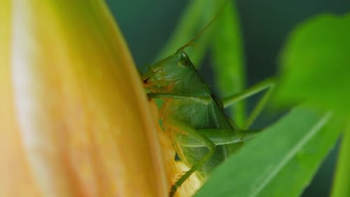 Grasshopper Eating The Petals Of A Yellow Flower In The Garden. - macro shot