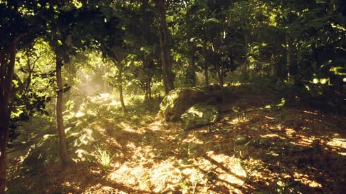 Sunlight Filters Through Trees in a Lush Forest with Rocky Terrain