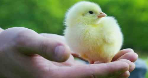 Yellow Chick Resting on Hand in Nature