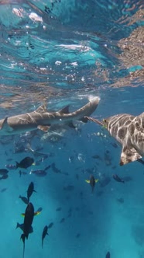 Sharks Underwater in Transparent Blue Sea Slow Motion Vertical View
