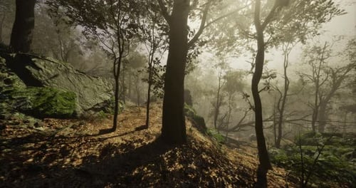 Sunlight Filters Through Trees in a Misty Forest During Early Morning