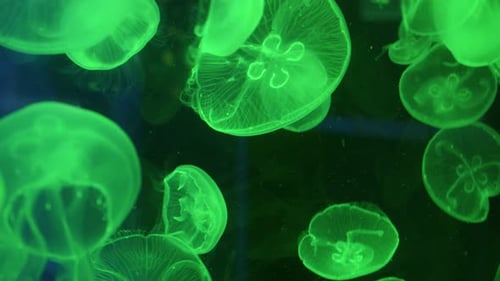 Quallen schwimmen im Aquarium im Gegenlicht, das in verschiedenen Farben schimmert
