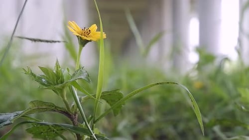 Close-up of Yellow Flower in Field of Grass