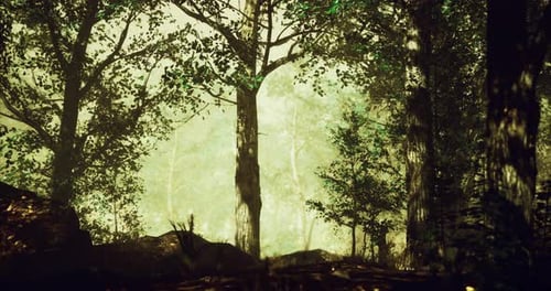 Sunlight Filters Through Trees in a Tranquil Forest at Dusk