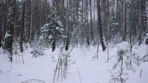 Vue sur fond de forêt enneigée en hiver