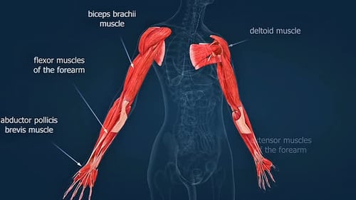 3D Animated Human Arm Muscle Anatomy with Labeled Callouts
