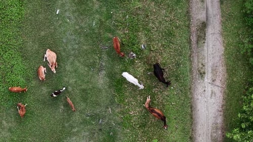 Aerial drone view of cows grazing on grass pasture