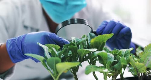 Scientist Examines Green Plants with Magnifying Glass