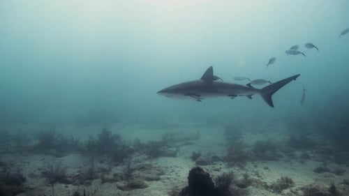 Reef Shark slowly swimming through the ocean with small fish next to it