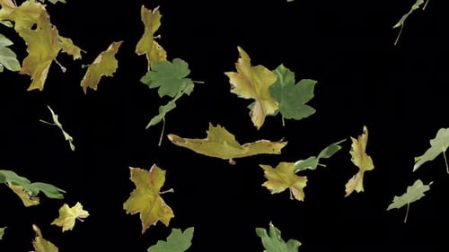 Falling Realistic Autumn Leaves Loop Animation