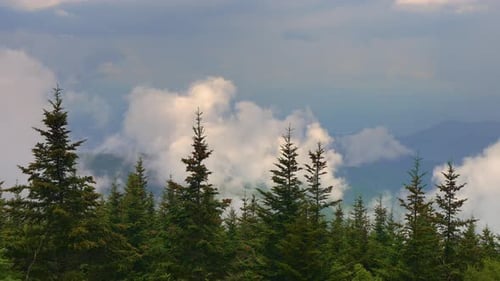 Lush Green Trees in Mountain Wilderness with Clouds