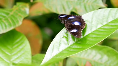 Colorful Black and Blue Butterfly in Summer Time