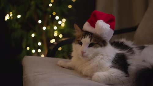 Cute Cat in Christmas Red Hat with Pompom Lies in Armchair Looks at Camera Against Background of