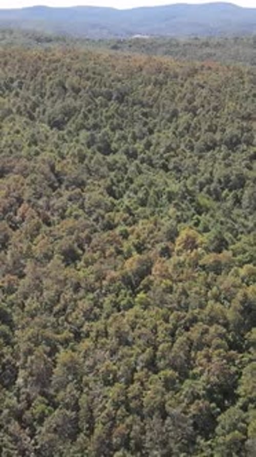 Forest Overhead View